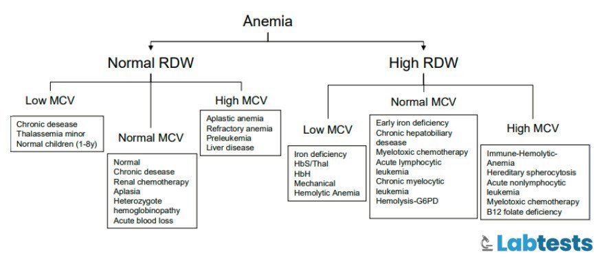 RDW (Red Cell Distribution Width) - Blood test clinical significance 1 classification of disorders using RDW (CV) and MCV in anemia flow chart image