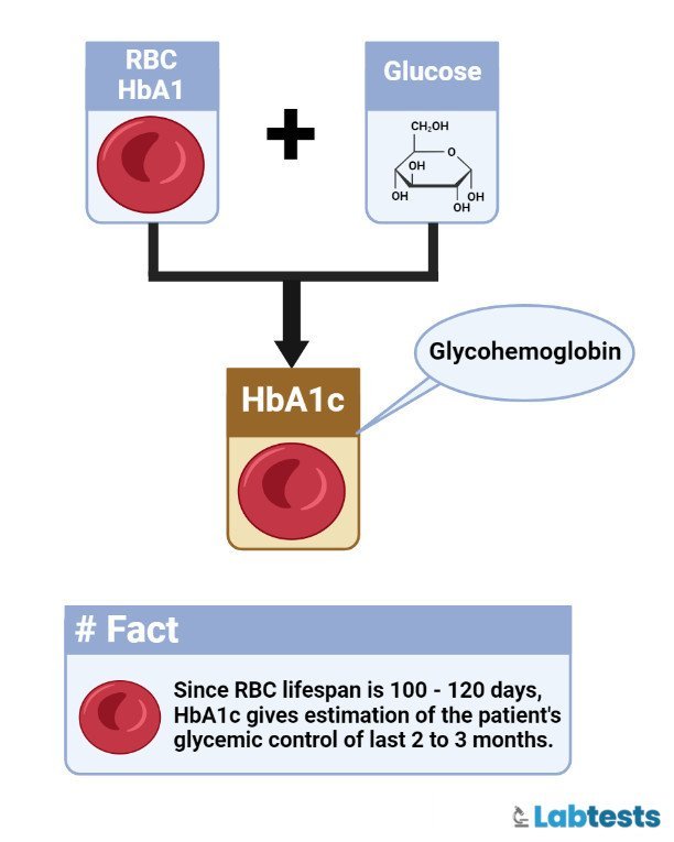 HbA1c test : Introduction, Normal Values, and Clinical Interpretation 2 hba1c rbc relation