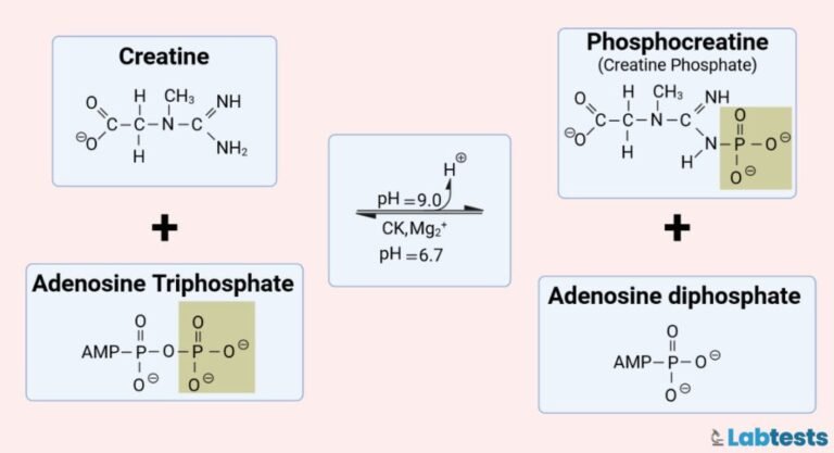 Creatine Kinase (CK) Blood Test formula image