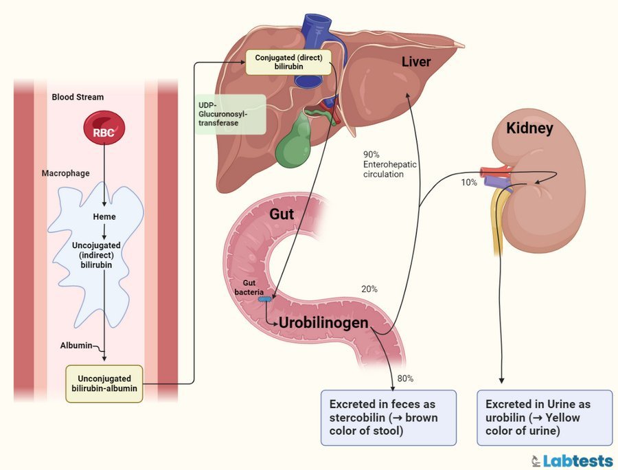 Pathway of bilirubin synthesis, storage, and excretion