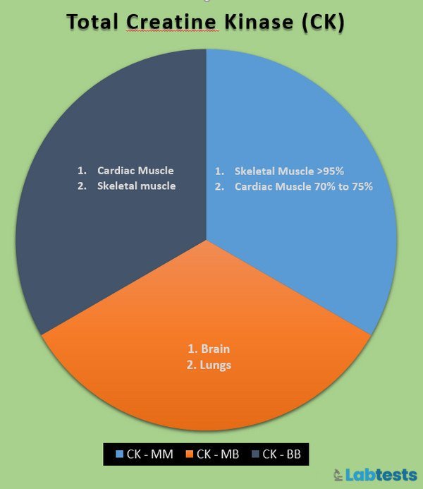 total Creatine kinase (CPK/CK) pie diagram 