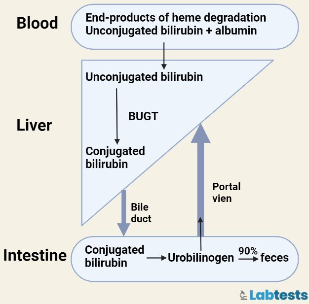 Where it binds to glucuronic acid by uridine-diphosphoglucuronic glucuronosyltransferase (UDPGT) enzyme