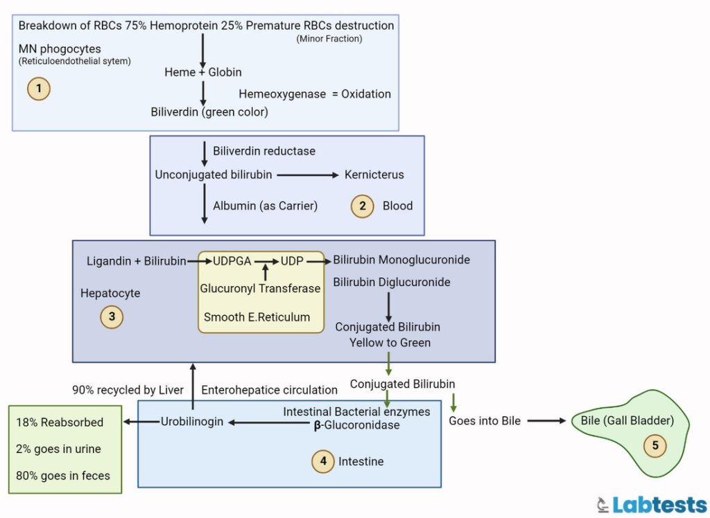 bilirubin metabolism in 5 step summary