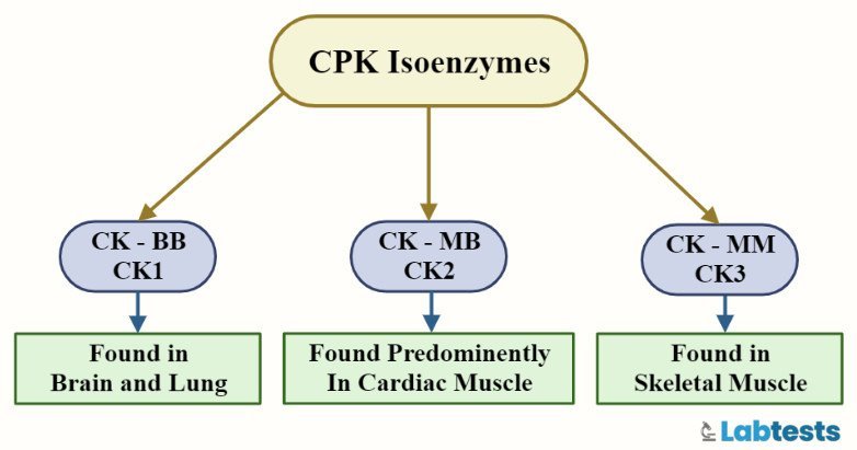 creatine kinase cpk (ck) isoenzymes types tree diagram distribution