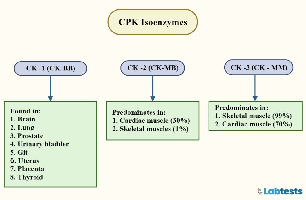 Creatine kinase (CPK/CK) isoenzymes subtypes and distribution in percentages